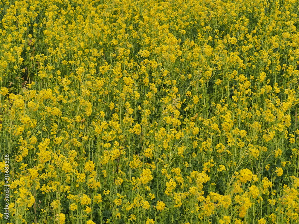 一面の菜の花 一面の菜の花