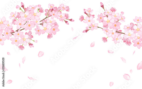 春の花：さくらと散る花びらのアーチ型フレーム 水彩イラスト