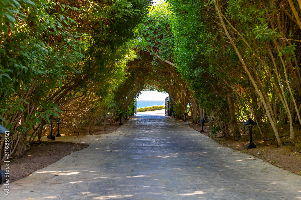 The green tunnel and the light at the end of it. Lush greenery creating