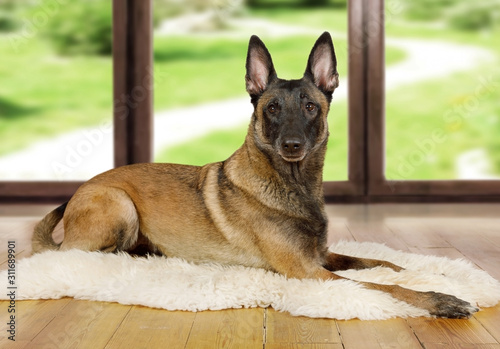 фотографія Pedigree Belgian shepherd dog Malinois dog lying on a fur rug on the living room