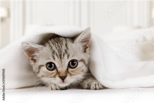 Fotografia Cute little kitten looks out from under the blanket