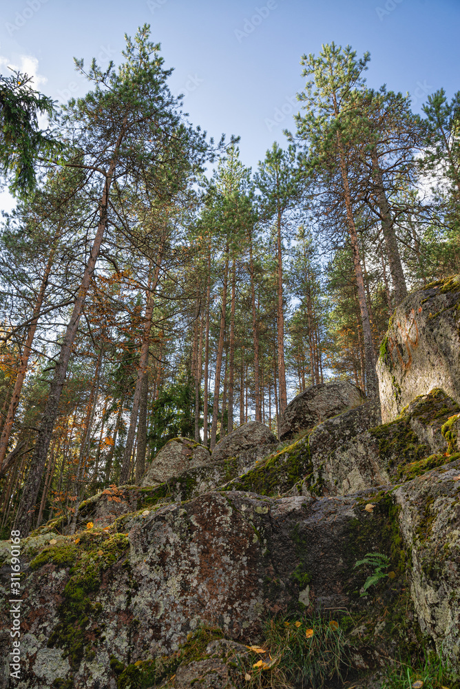 Pine trees growing on cliffs in Monrepos park. Pine trees growing on cliffs in Monrepos park.