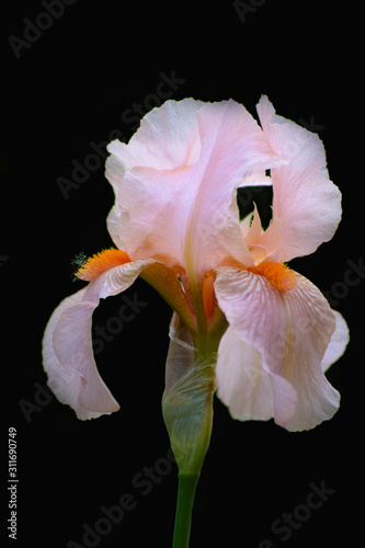 Isolaned Flower ror pattern. Iris