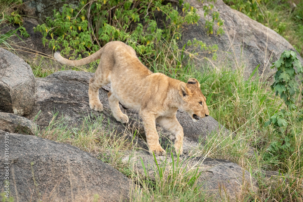 Naklejka premium Lion cub climbs down rocks in grass