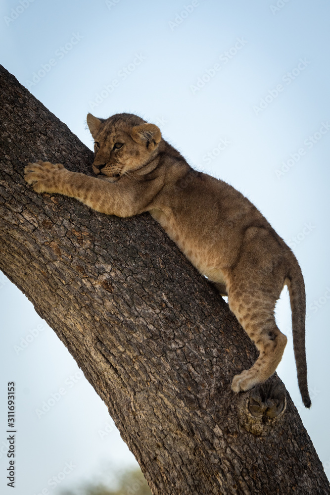Lion cub clings to trunk looking left