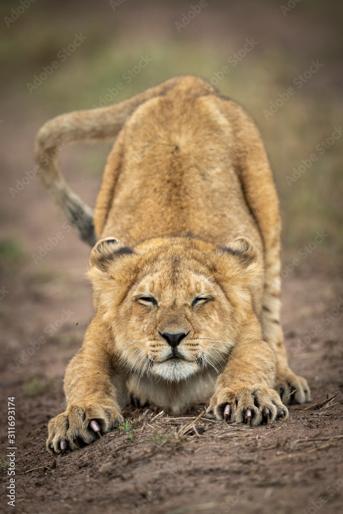 Fototapeta premium Lion cub closes eyes stretching on track