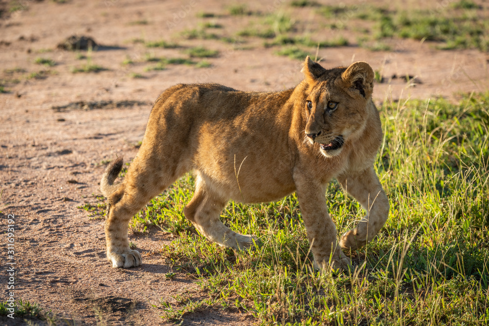 Lion cub crosses grassy plain looking back Lion cub crosses grassy plain looking back