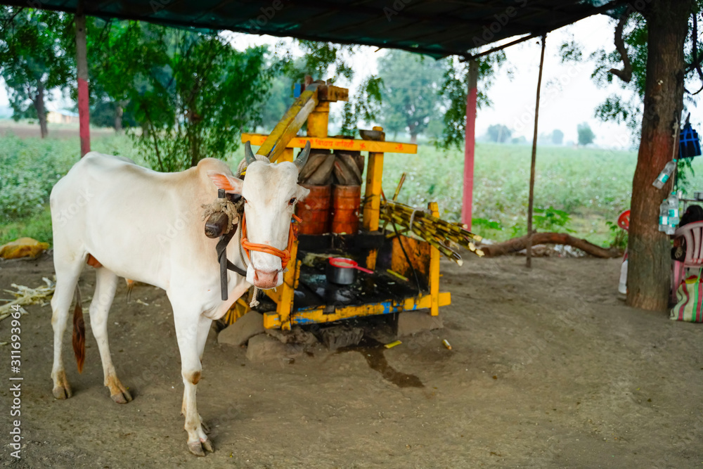 Obraz premium It is an Indian bullock juicer machine. it is used to wringing out juice of sugarcane. It is mainly used in rural areas in Indian.