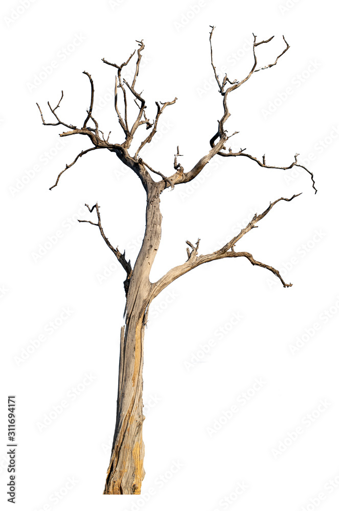 The dead tree that is completely separated from the background The dead tree that is completely separated from the background