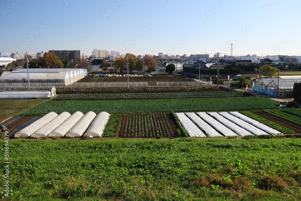 江戸川土手から見る冬の朝の郊外の畑風景 Stock Photo Adobe Stock