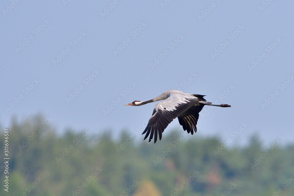 Fototapeta premium Kraniche im Herbst in der Oberlausitz