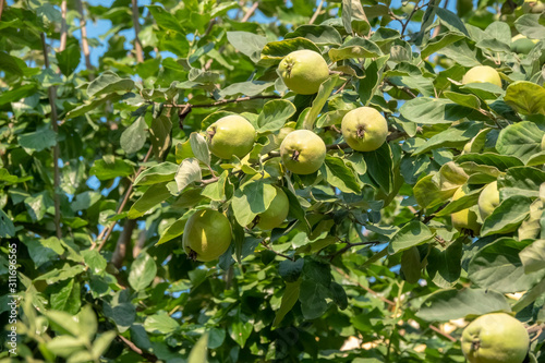 ripe quinces between tree branches