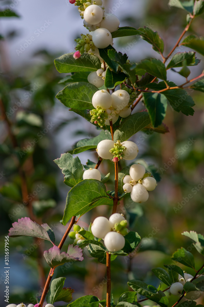 Detail of snow berries white on Symphoricarpos albus branches, beautiful ornamental ripened autumnal white fruits