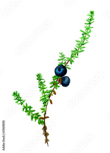 Watercolor image of crowberry photo