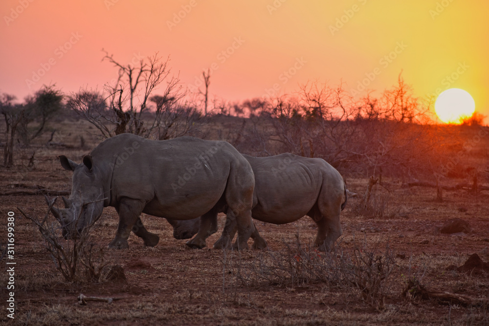 Fototapeta premium Two rhinos and an astonishing beautiful sunset