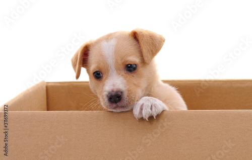 Brown puppy in a box. © voren1