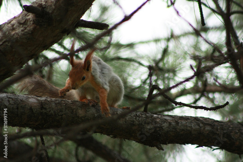 cute squirrel on a tree