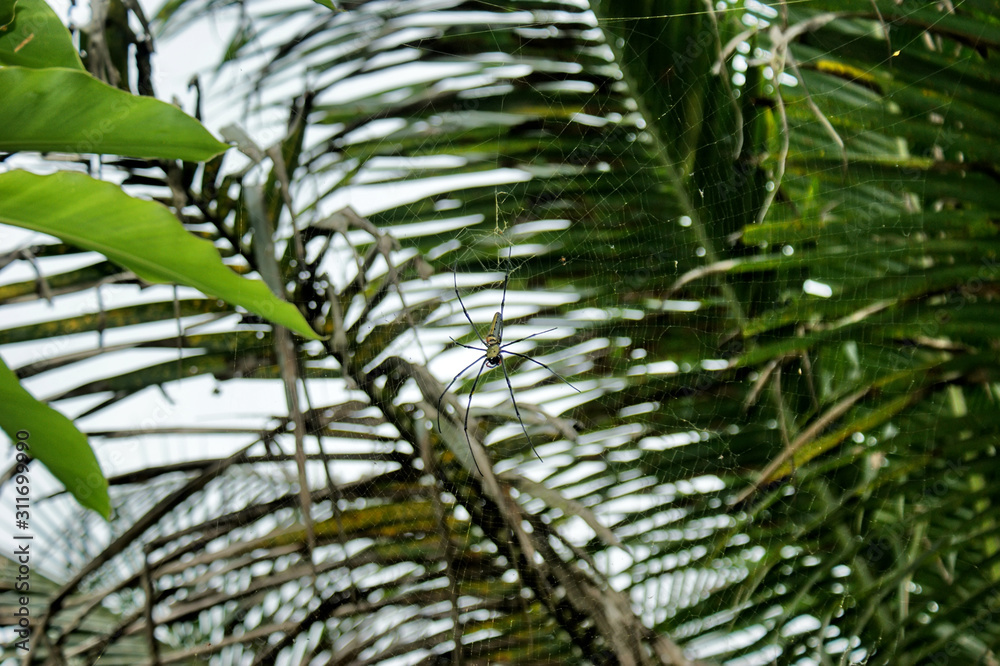A huge spider sits in the center of its web. In the background are exotic tropical plants. Spider on the background of a large palm leaf. A huge spider sits in the center of its web. In the background are exotic tropical plants. Spider on the background of a large palm leaf.