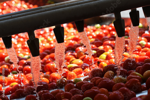 Tomatoes washing on the conveyor line at the tomatoes paste factory
