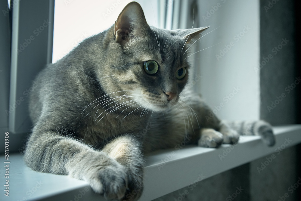 tabby cat on the windowsill