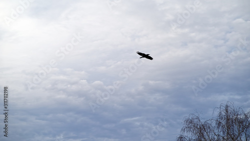 Raven is flying in the blue sky.