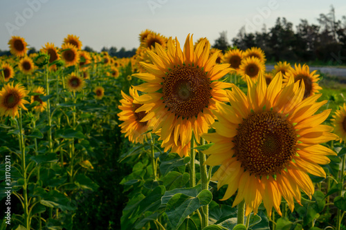 Field of sunflower blossom in a garden  the yellow petals of flower head spread up and blooming above green leaves  trees on background under cloudy sky