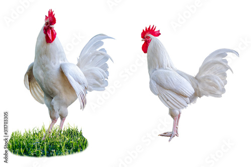 Two white roosters is isolated on a white background.