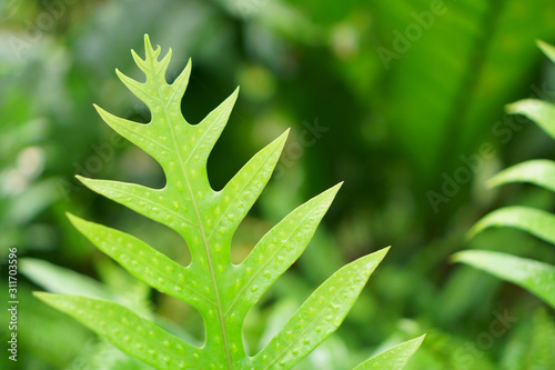 Fresh green pinnatisect form leaf of the Wart fern of Hawii commonly called monarch fern or musk fern, ground cover plant in Polypodiaceae family, grows in wild in the Western Pacific, tropical plants photo