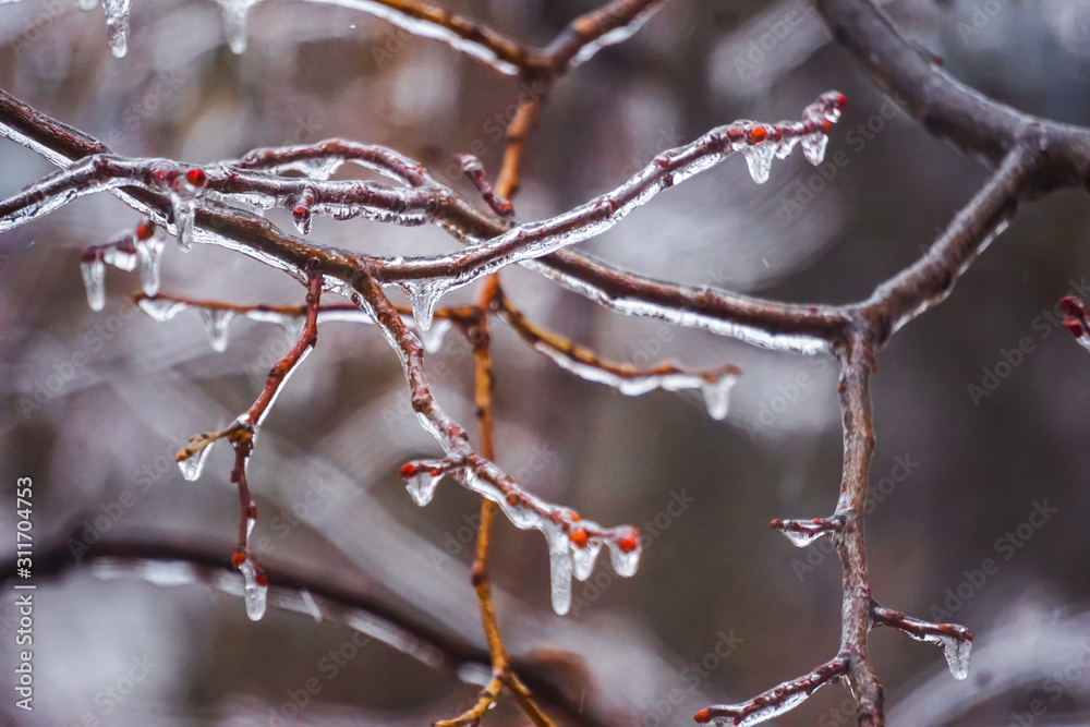 Freezing rain on the branches with red buds, Giurgiu, Romania Freezing rain on the branches with red buds, Giurgiu, Romania