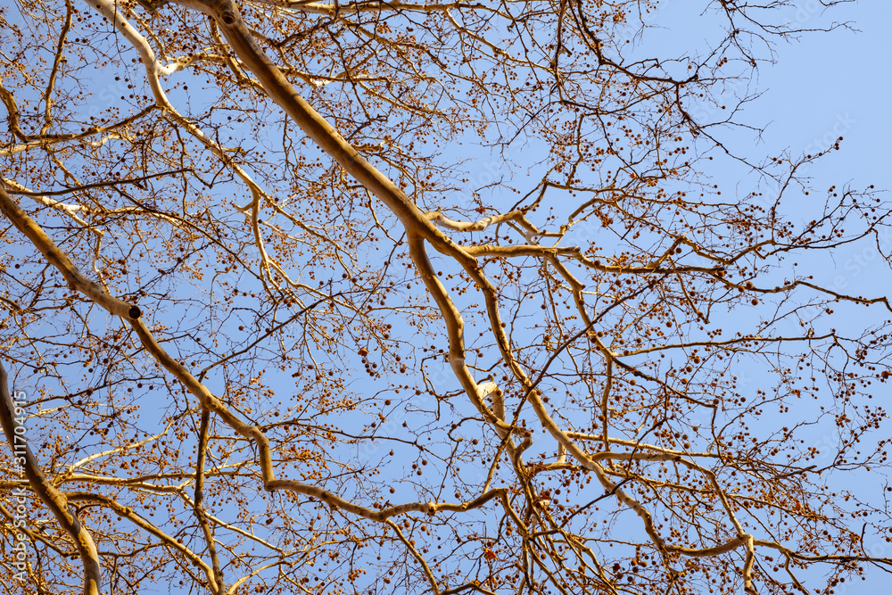 Fototapeta premium orange empty branches on blue sky