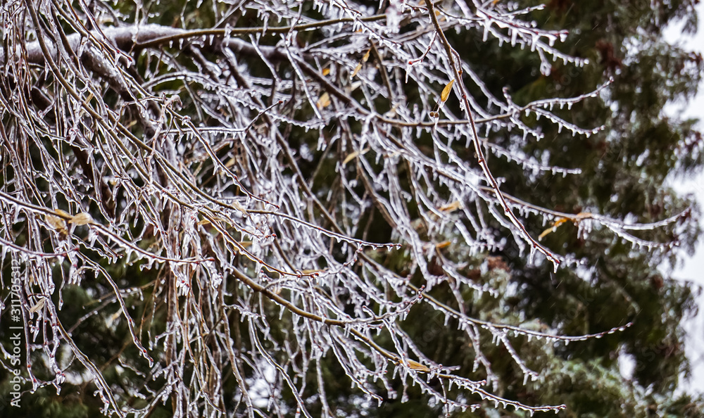 Freezing rain on the branches with red buds Freezing rain on the branches with red buds