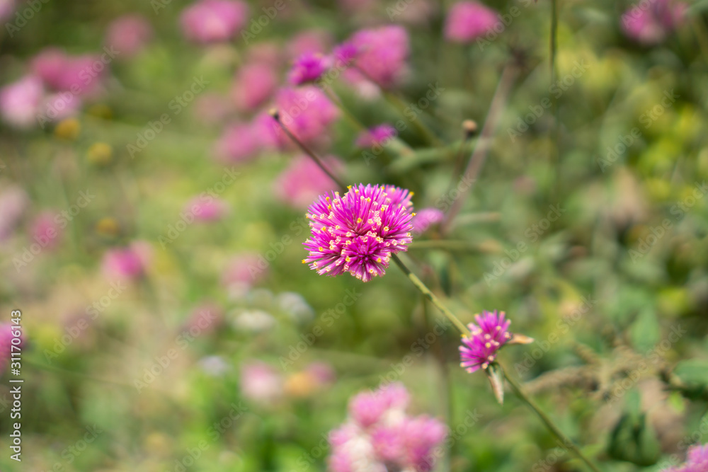 Branches of pink petals of Pearly everlasting blossom on greenery leaves blurry background, know as Bachelor's button, Globe amaranth and Button agaga Branches of pink petals of Pearly everlasting blossom on greenery leaves blurry background, know as Bachelor's button, Globe amaranth and Button agaga