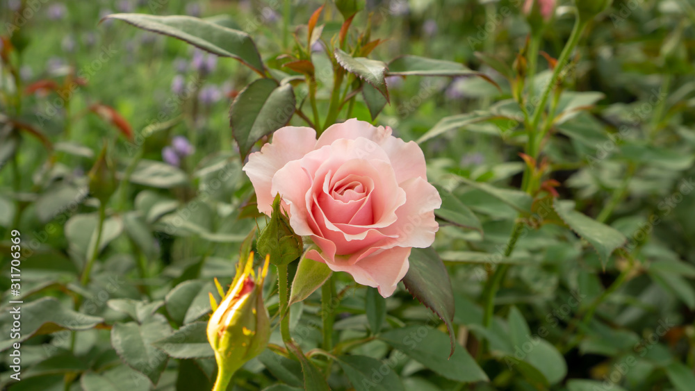 Bunches of beige color petals roses blossom on green leaves on blurred backgroun Bunches of beige color petals roses blossom on green leaves on blurred backgroun