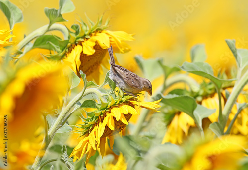 Close up portrait ofyoung sparrow on sunflower. photo