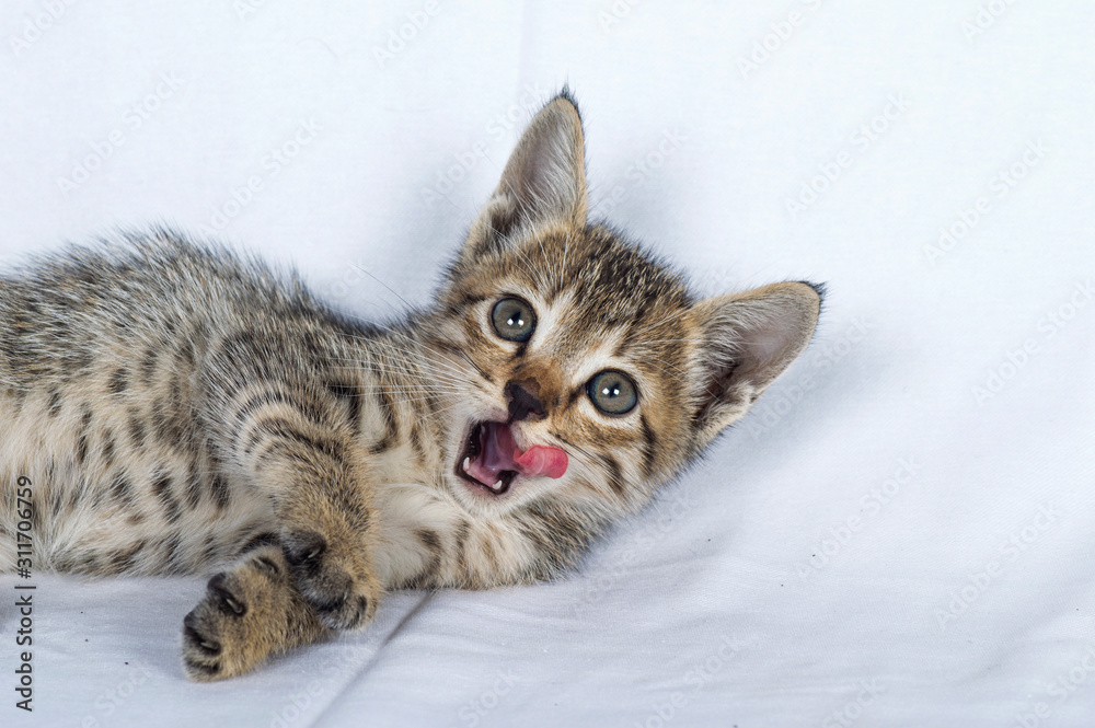 Gray striped Kitten on a white background, Small predator,