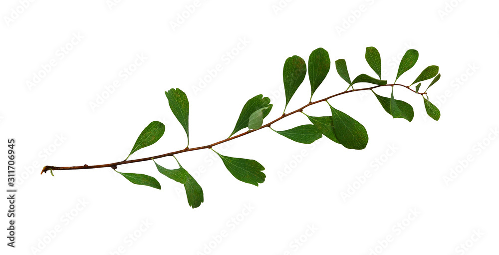 Obraz premium Waved twig with small green leaves