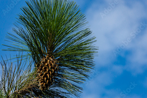 Branch of the giant pine Coulter (Pinus coulteri) with long needles and a huge cone against blue sky in Crimea in Masandra Park. Selective focus. There is place for text. photo