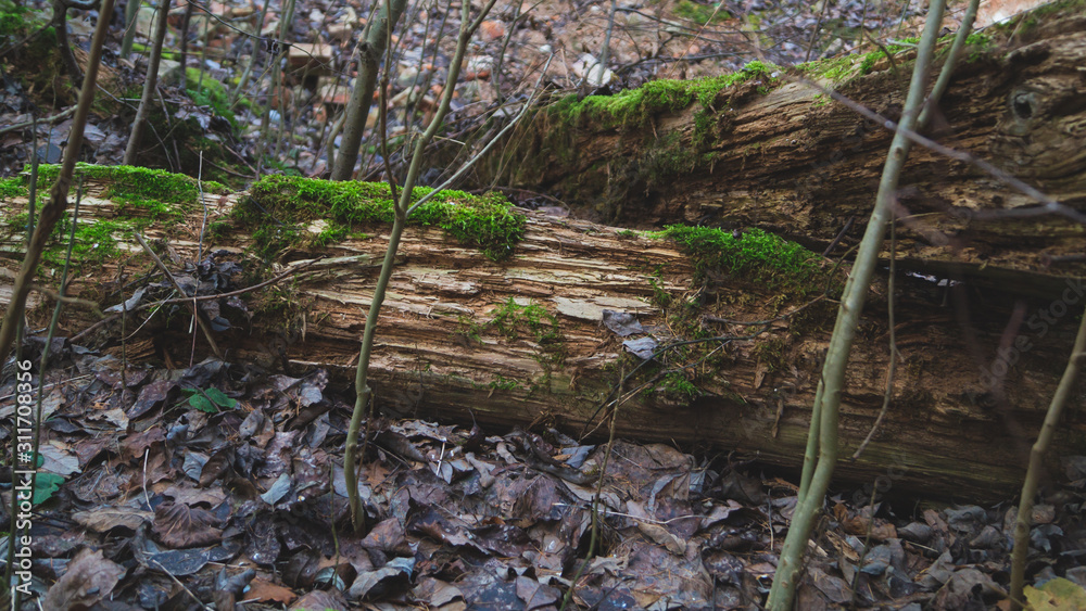 Log is covered with green moss in the woodland