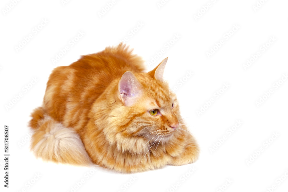 Fototapeta Ginger cat staring at a point