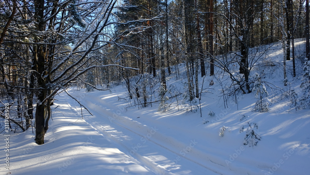 Fototapeta premium winter in the forest