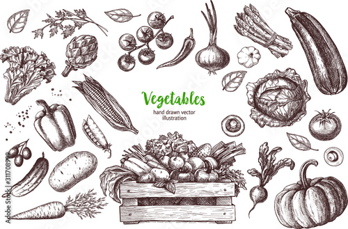 Collection of hand drawn vegetables, vector illustration in vintage style. photo