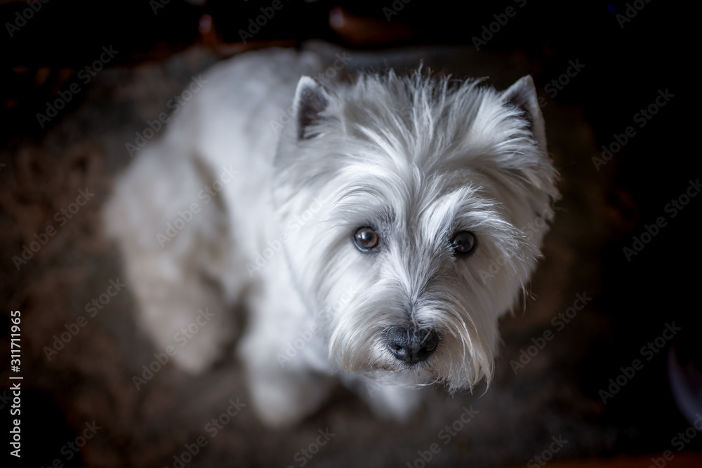 West highland white terrier sobre fondo negro mira hacia arriba West highland white terrier sobre fondo negro mira hacia arriba