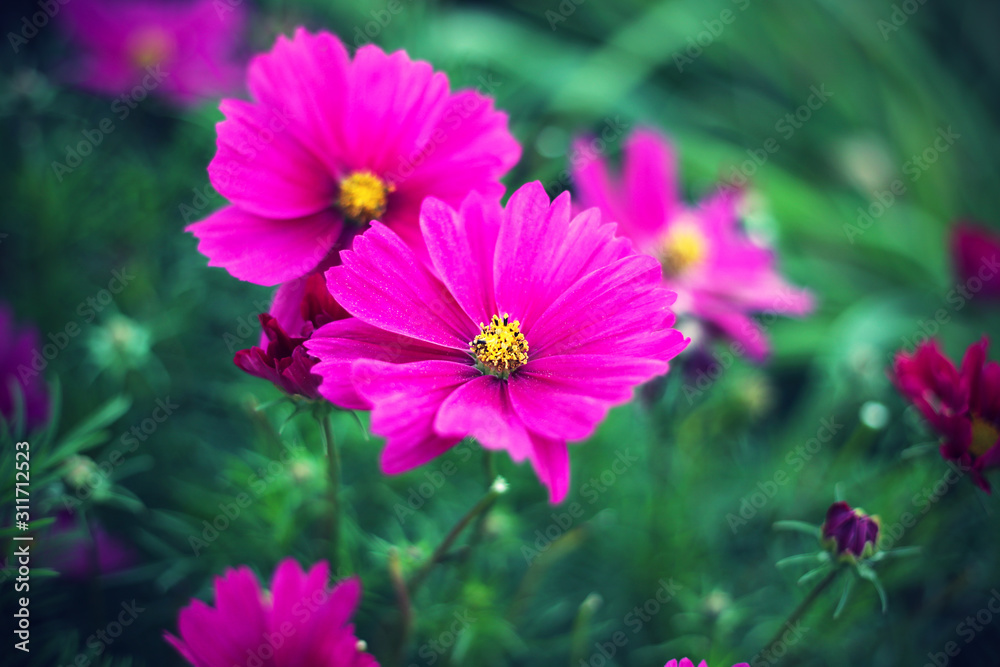 Obraz premium Nature background with pink Cosmos flowers