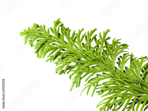 Green thuja tree branch on a white background diagonally