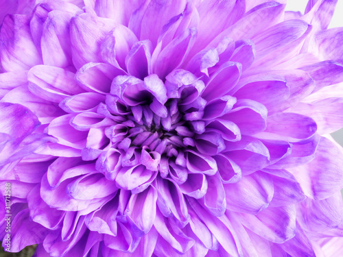 Purple chrysanthemum flowers. Holidays concept valentine's day and women day