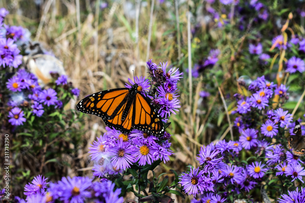 Fototapeta premium Monarch butterfly
