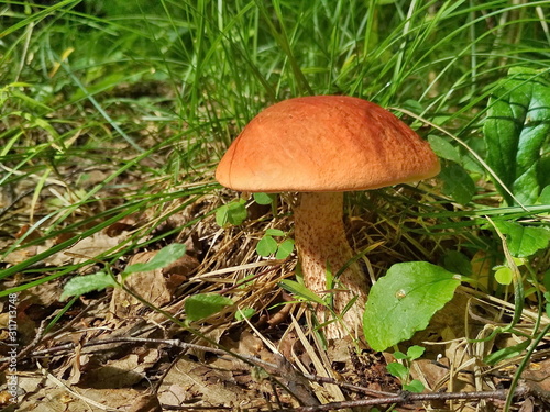 Mushroom boletus in the forest. Boletus aurantiacus. 