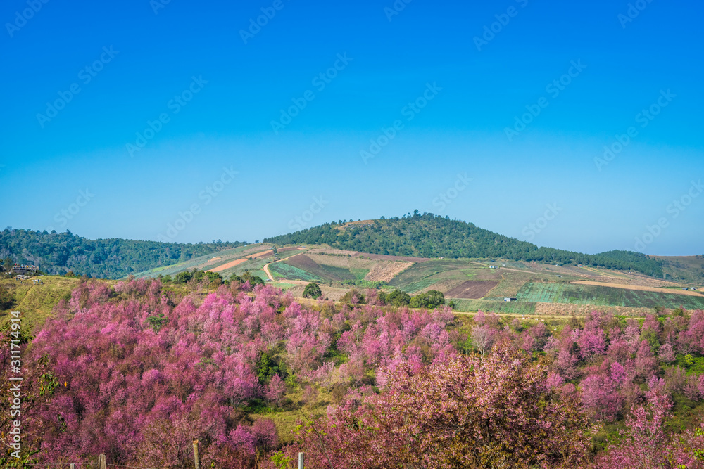 Wild himalayan cherry in sunshine day on top of mountain