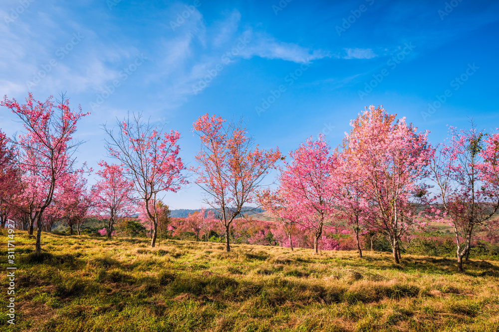 Wild himalayan cherry in sunshine day on top of mountain Wild himalayan cherry in sunshine day on top of mountain