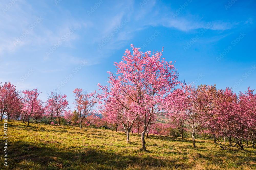 Wild himalayan cherry in sunshine day on top of mountain